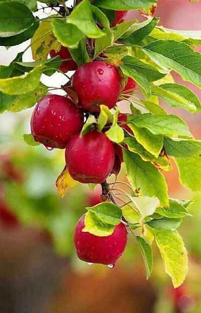 과일나무 과일꿈