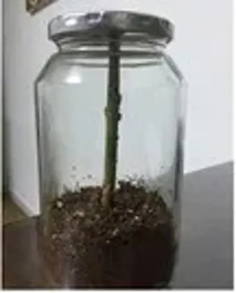 꺾꽂이 번식 시기선정 도구준비 삽목토관리 뿌리내리기 쉬운 식물_37