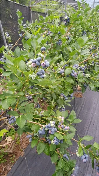 블루베리 재배 산도 조절 피트모스 혼합 여름 관수_8