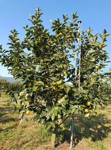 전남 영광 태추단감