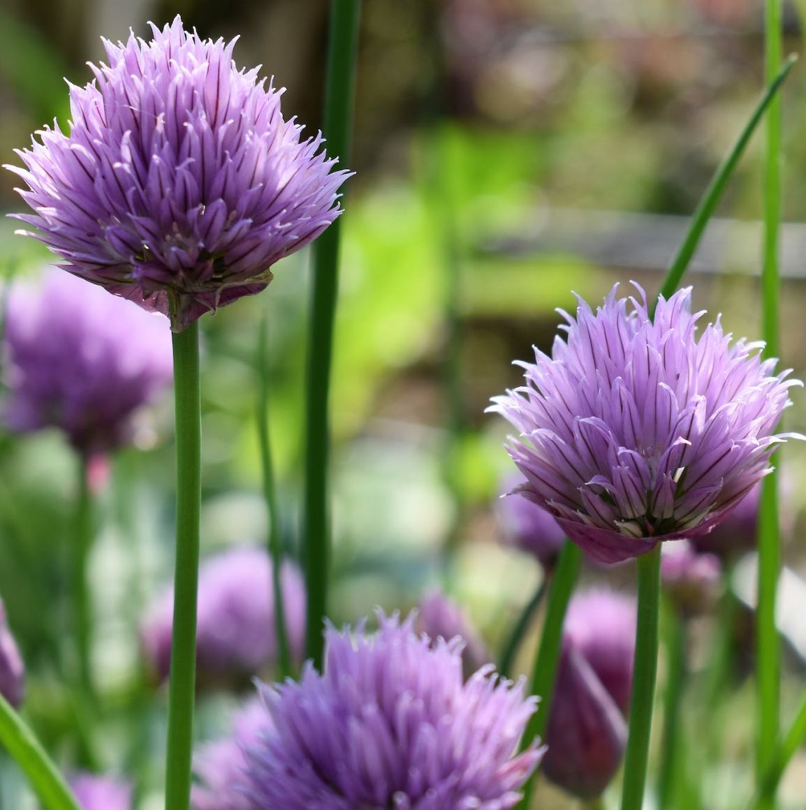 부추의 효능5가지