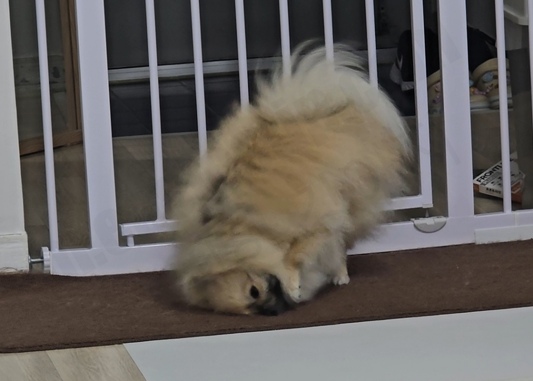 프론트라인을 바른 후 얼굴을 바닥에 비비는 강아지