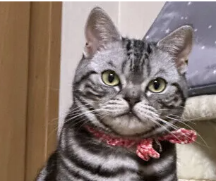 고양이 다혈증