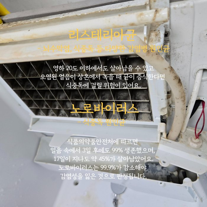 리스테리아 균 노로바이러스