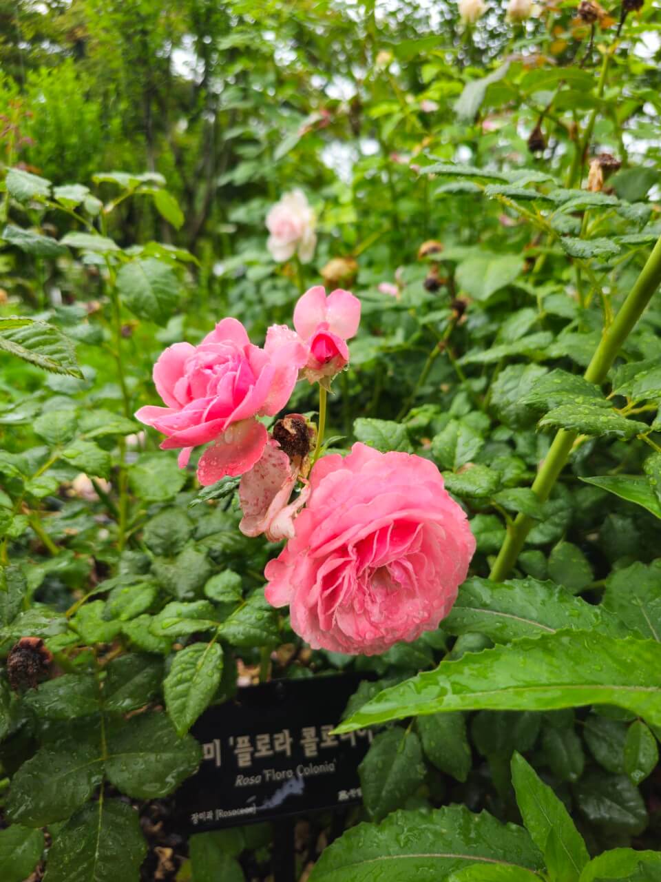 장애인 체육정책, 선진국은 어떻게?