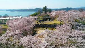 벚꽃 명소 관련 사진