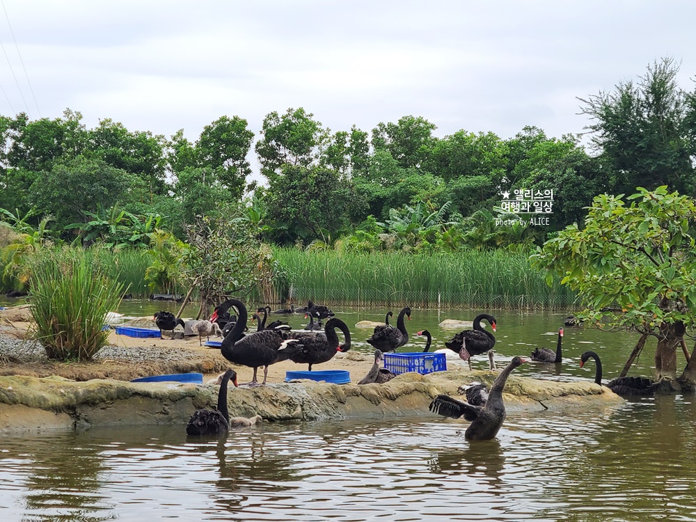 베트남 남호이안 빈원더스 사파리 후기 가격 할인입장권 예약 리버