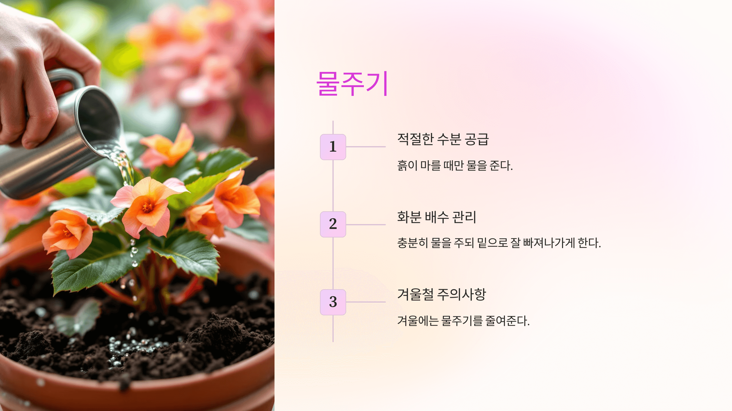 베고니아 꽃과 관련된 사진입니다.