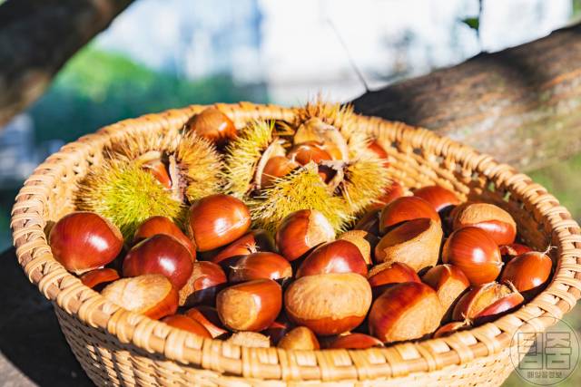 생밤 보관법 김치냉장고 밤 보관기간