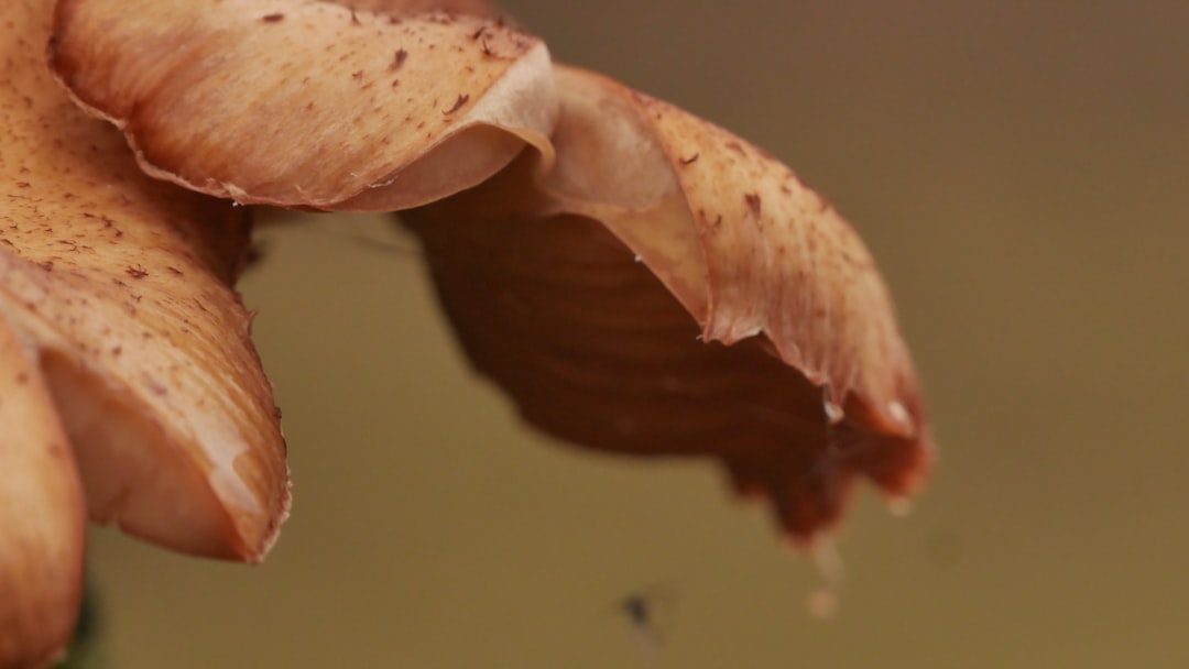 Propolis