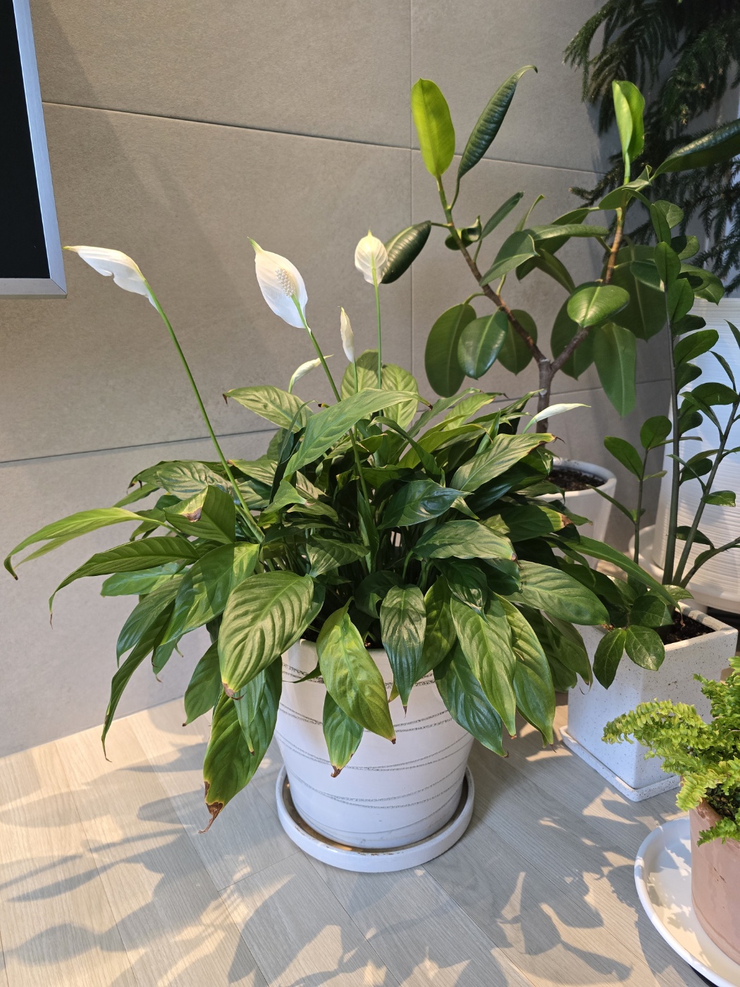 분갈이 후 꽃이 많이 올라오고있어요.