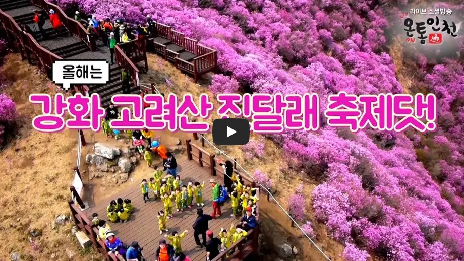강화 고려산 진달래 축제