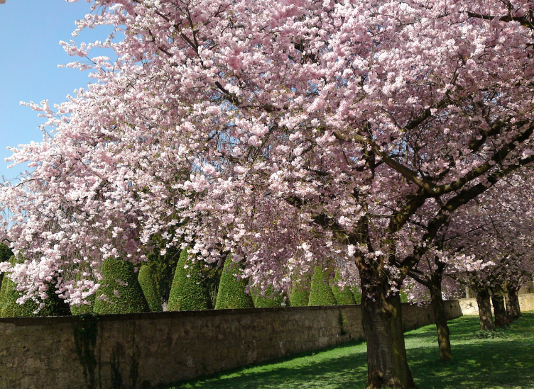 전국 벚꽃 축제 일정 총정리