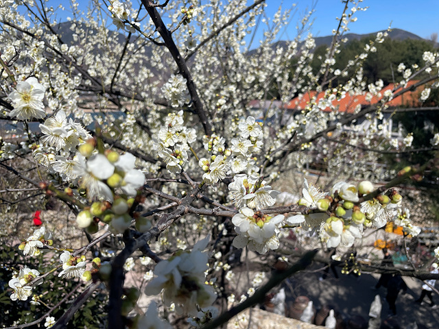 24년 광양 매화 축제 일정 요금 주차