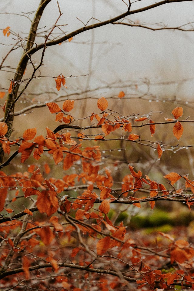 내장산 단풍 명소 완전 정리