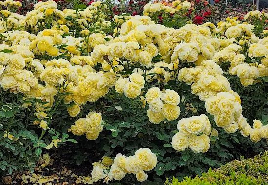 섬진강장미공원