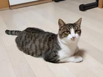 코숏 고양이 털색깔 종류 성격 수명_8