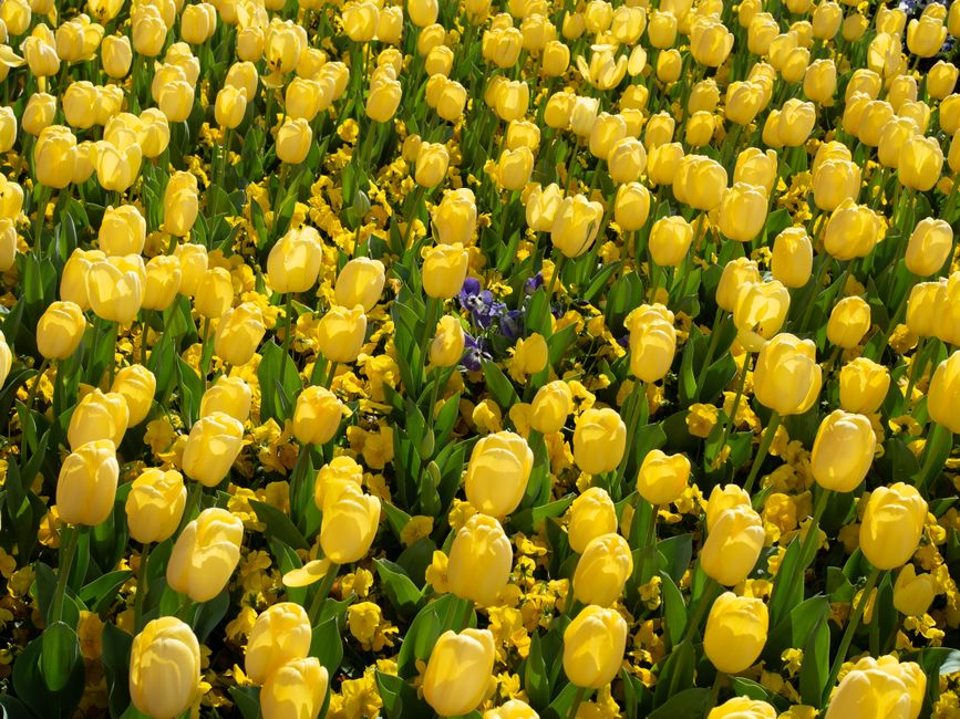 A stunning display of yellow tulips blooming in Canberra during spring.