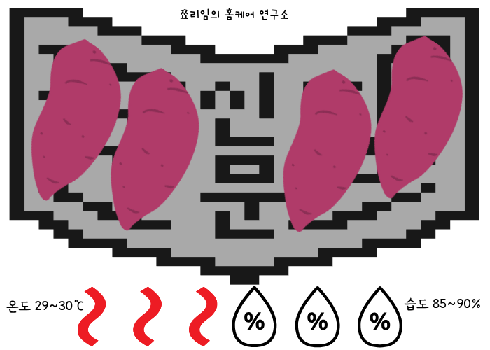 고구마 큐어링 방법 이미지화