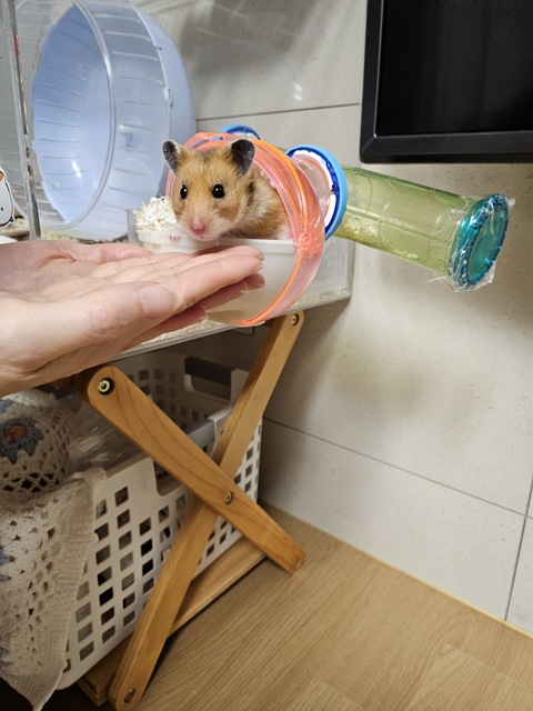 햄스터 육아 사진