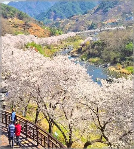 하동 십리벚꽃길 개화상황_7