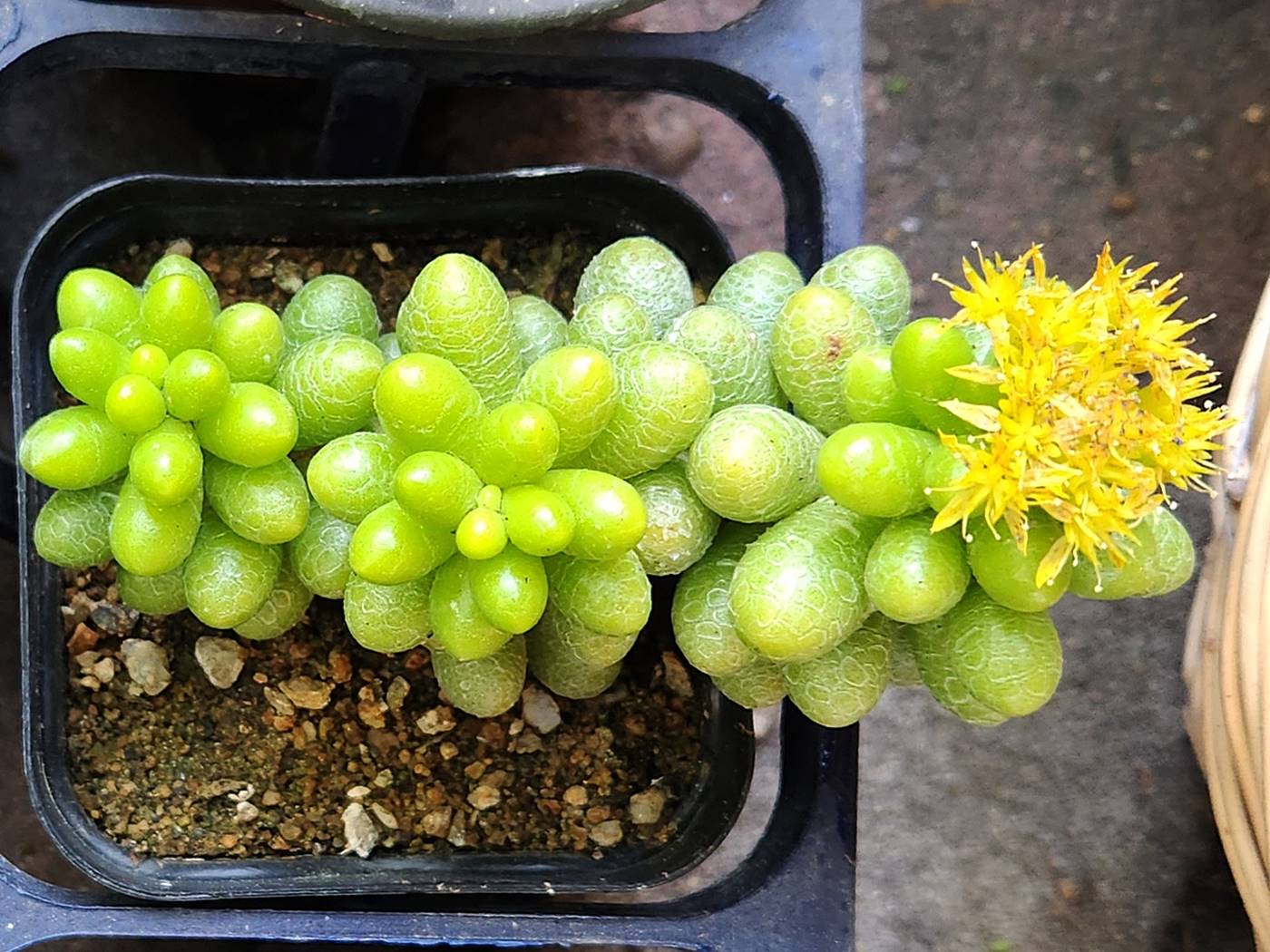 녹귀란 Sedum Hernandezii