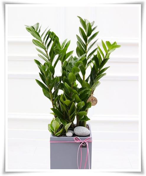 "금전수 키우기" 행운과 부를 불러오는 매력적인 식물!