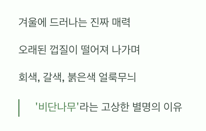 비결 4. 비단결 같은 속살, '수피'의 매력