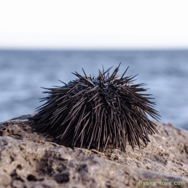 바다의 호르몬 성게