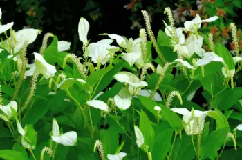 삼백초 효능 및 영양성분, 주의점