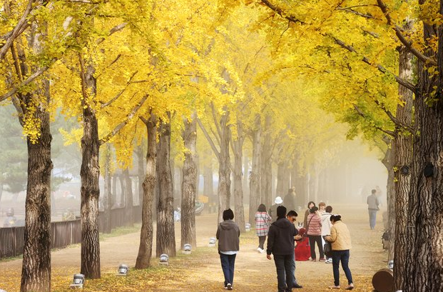 문광저수지 은행나무길4