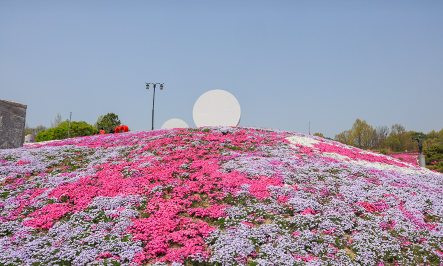 [4월~ 5월 축제]산청 꽃잔디 축제 &amp; 철쭉❘꽃잔디, 철쭉 개화 상황, 생초국제조각공원의 모습