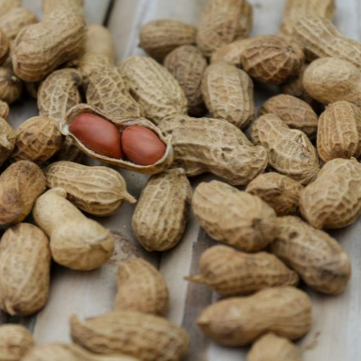 햇땅콩 피땅콩 삶는 법 보관 방법4