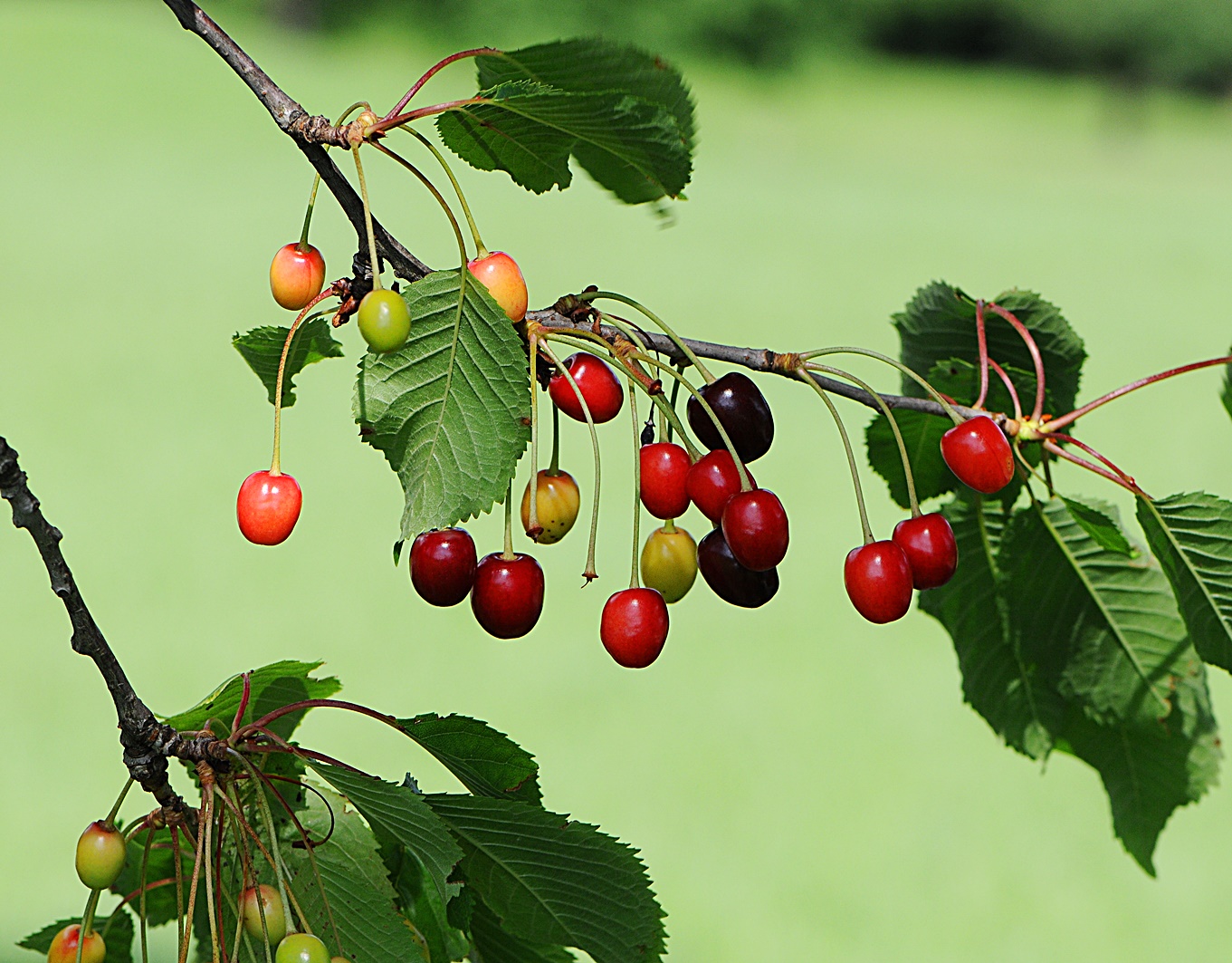타트체리 잎과 열매