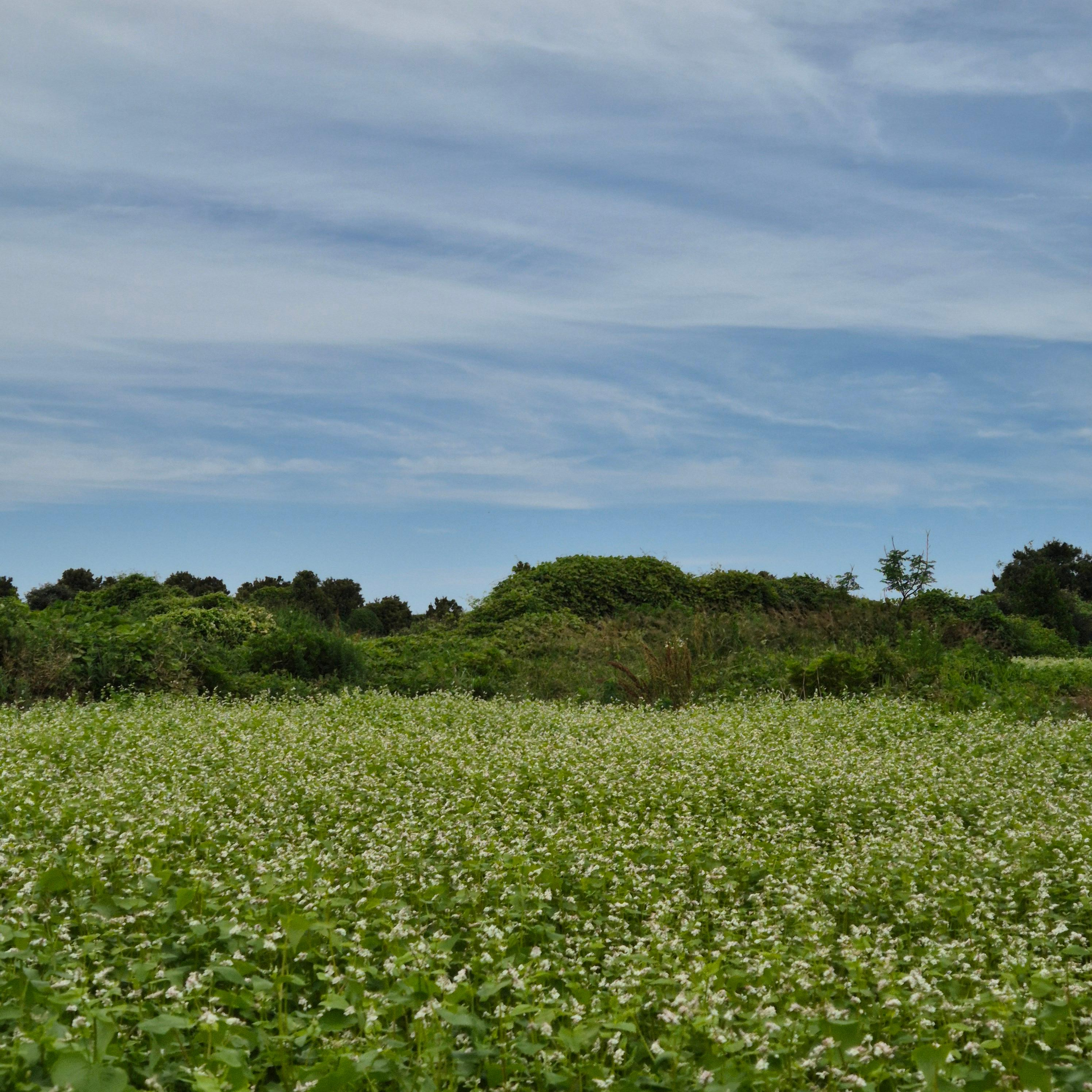 올레길 21코스, 제주올레 21코스, 지미봉, 종달리, 하도해녀박물관, 제주올레길, 종달바당, 제주여행코스, 올레길후기, 제주동부여행