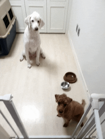 노즈워크 놀이하기