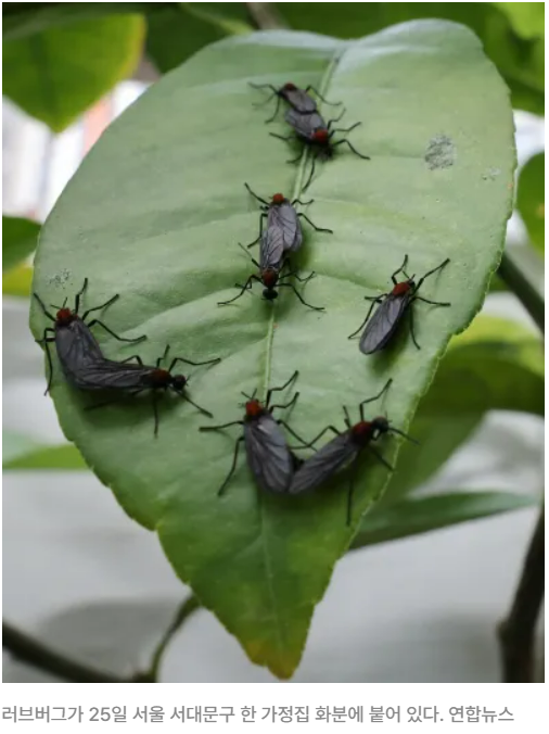 러브버그 출몰시기 및 퇴치방법