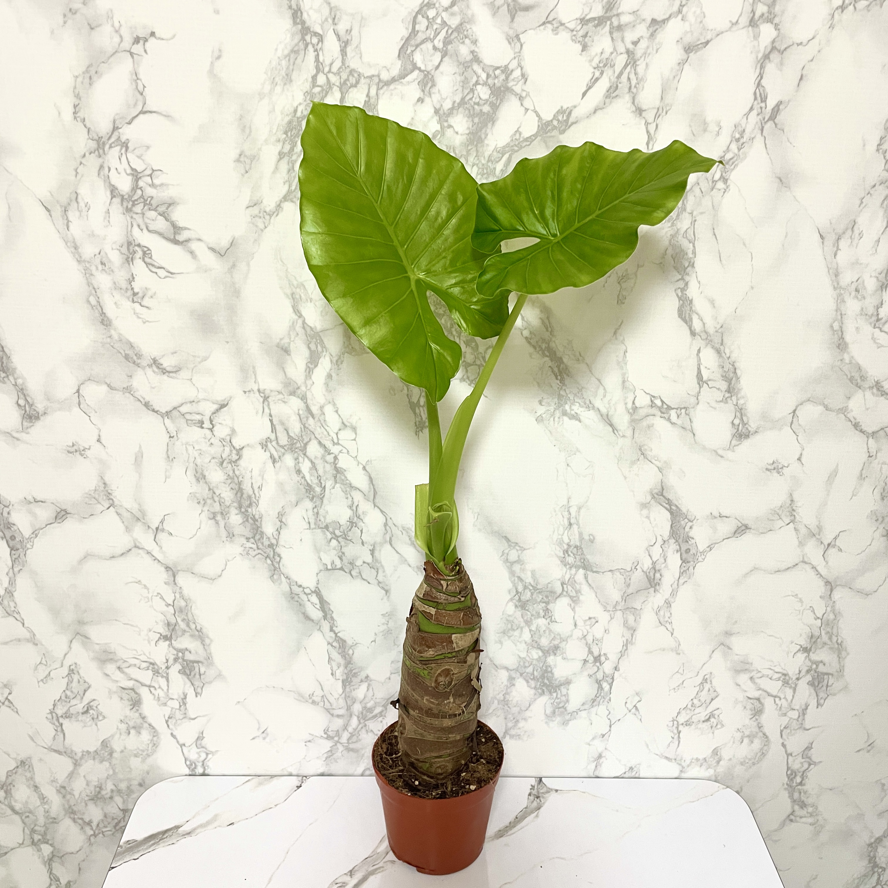 알로카시아 키우기&amp;#44; 종류&amp;#44; 번식&amp;#44; 꽃말