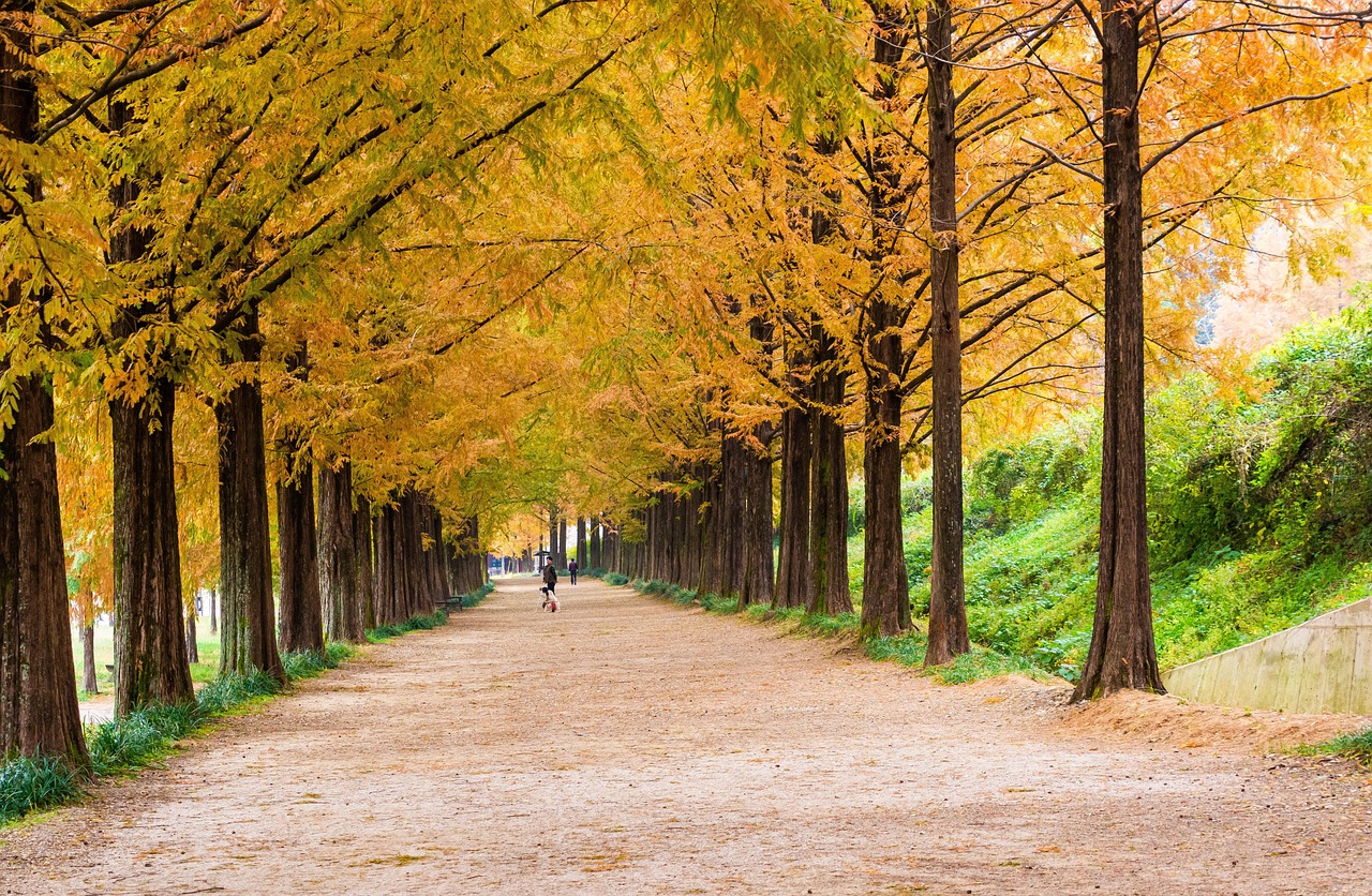 담양 메타스퀘이어 길