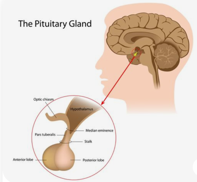 뇌하수체의-구조