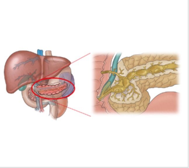 아밀라제 수치가 높은 이유