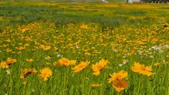 함안 악양생태공원 금계국 개화 시기와 사진 촬영 팁_20