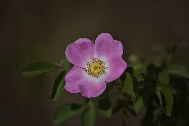 육개장 맛있게 끓이는법 사골 육수 레시피_2