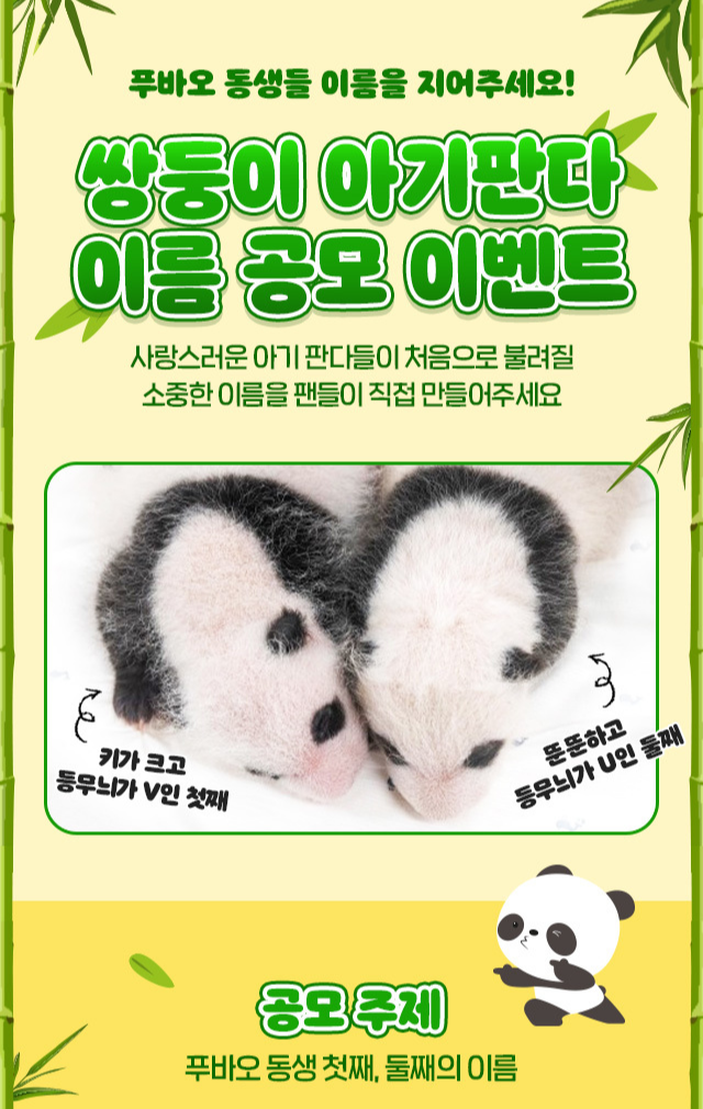 푸바오 동생 이름 공모 이벤트 사진