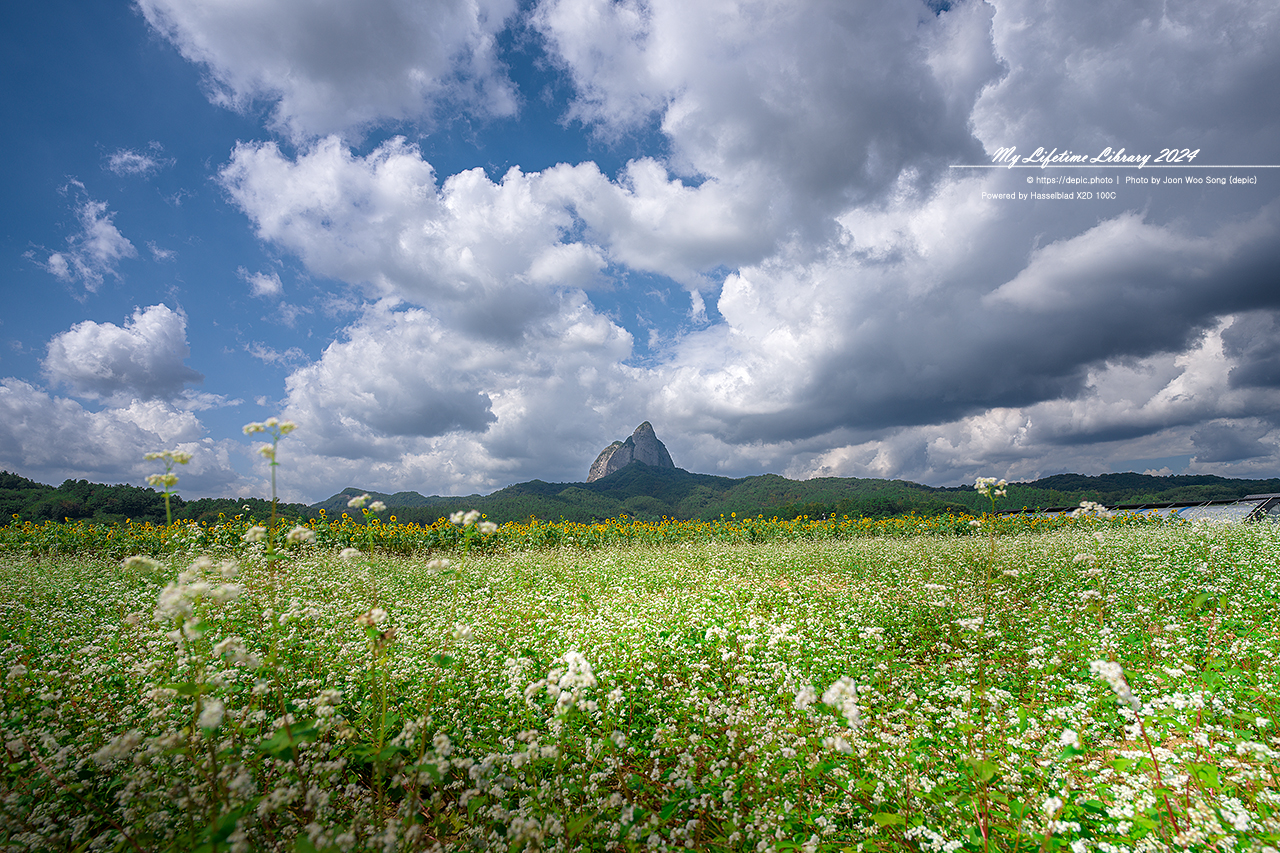 진안 마이산 농업기술센터 가을 꽃 구름