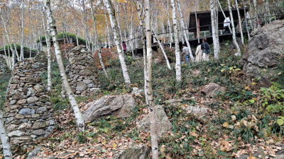 단풍명소_화담숲_자작나무숲