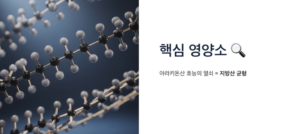 아라키돈산 효능 핵심 영양소
