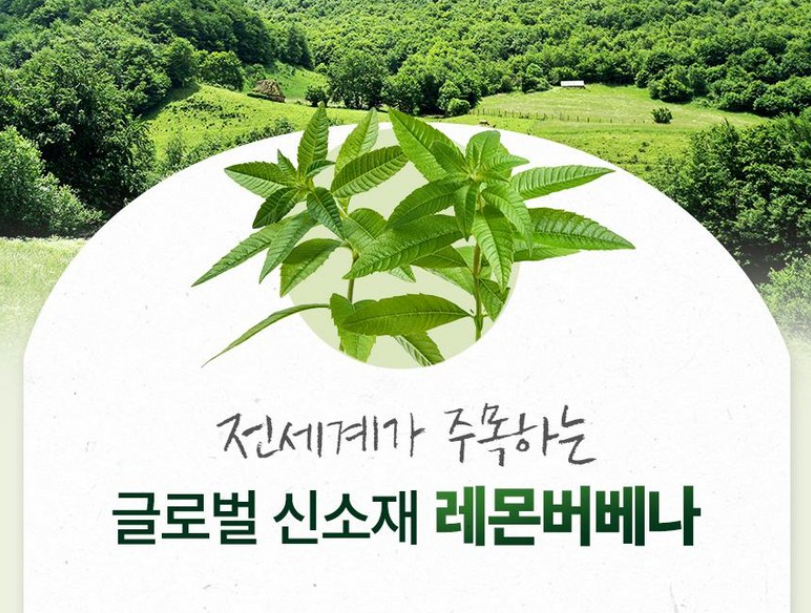 레몬버베나 잎