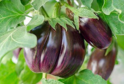 가지-섭취-시-주의사항-및-부작용3