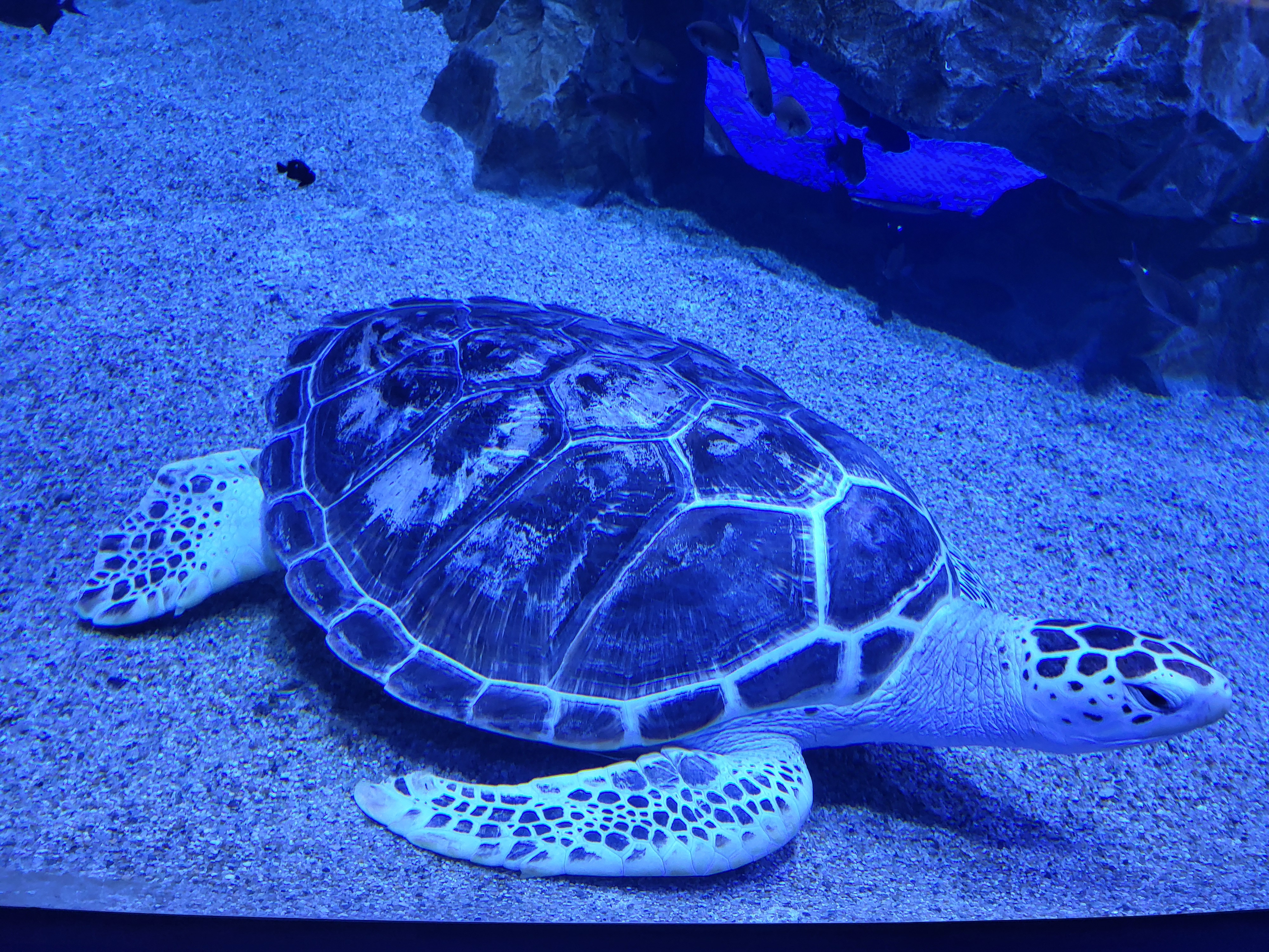 시흥시 해양생태과학관 수족관 거북이